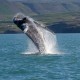 Combine your company trip with a whale watching safari